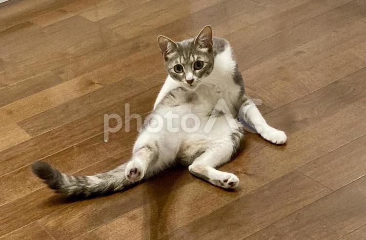 毛づくろい中こちらに気づく猫 ネコ,猫,ねこの写真素材