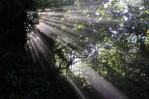 緑の木々の森の中に薄明光線 緑の木々の森の中に薄明光線の写真