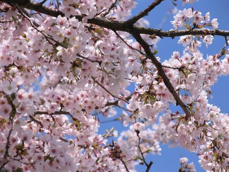 桜 桜の写真