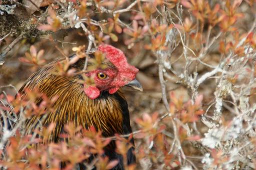 Photo, chicken, animal, autumn, 