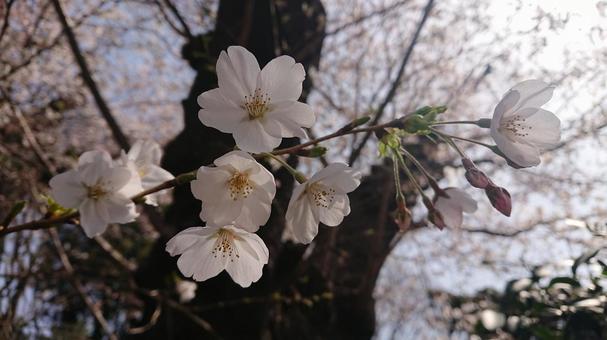 Photo, cherry blossoms, sakura, cherryblossoms, 