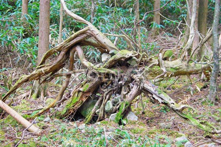 迫力のある枯れ木の竜 竜,龍,枯れ木の写真素材