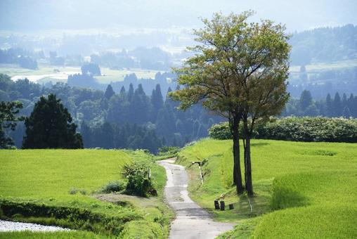 天空の棚田（夏） 天空,棚田,田んぼの写真素材