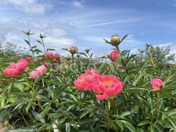 近江の風景（日野の芍薬） 芍薬,シャクヤク,ピンク色の写真素材