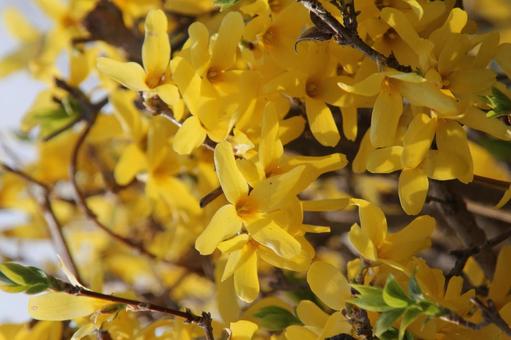 Photo, forsythia, blooming landscape, flowers and trees, 