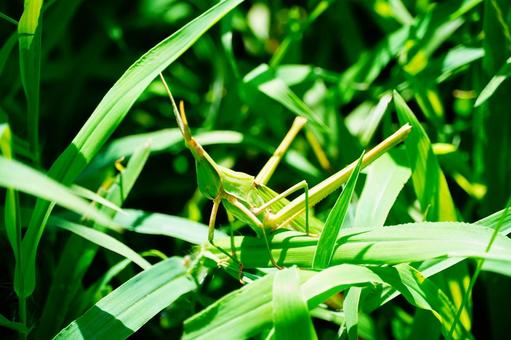 Photo, shopping bag, insect, creatures, 