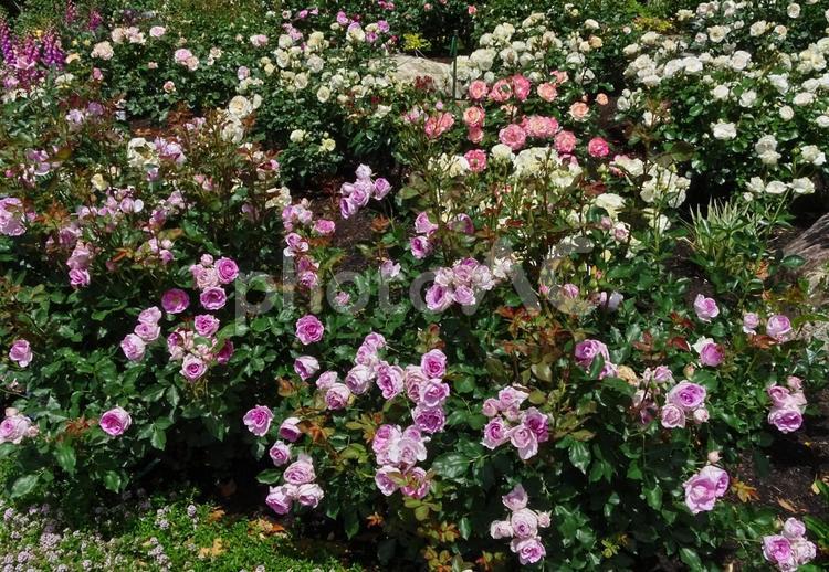 いっぱいのバラ 薔薇,バラ,花の写真素材