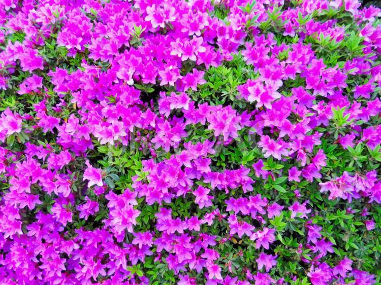 たくさんのスミレ スミレ,ピンク,自然の写真素材