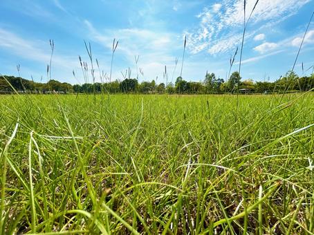 公園の草むらと爽やかな青空 公園の草むらと爽やかな青空 野草,草,自生の写真素材