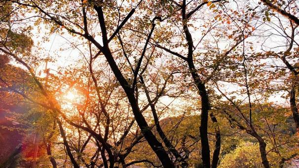 秋の木漏れ日 秋の木漏れ日の写真