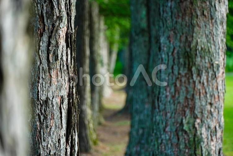 並木の隙間から覗く風景 並木,トンネル,木漏れ日の写真素材