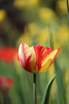 Tulip flowers, JPG Tulip flowers, JPG