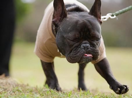 フレンチブルドッグのポートレート 犬,フレンチブルドッグ,いぬの写真素材
