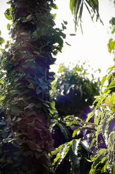 木の幹を覆うツタと夏の強い逆光 バリ島,ツタ,蔦の写真素材