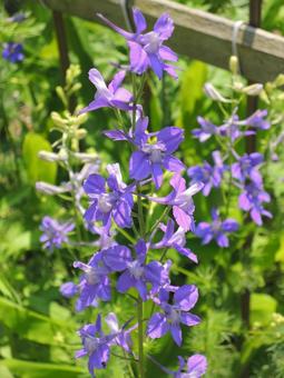 Photo, chidorisou, purple flowers, larkspur, 