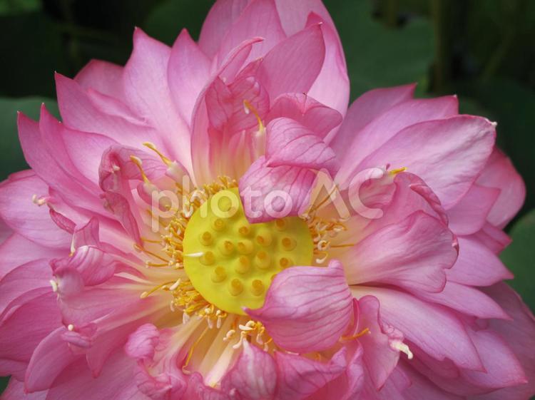 睡蓮の花 睡蓮の花 睡蓮,蓮の花,花の写真素材