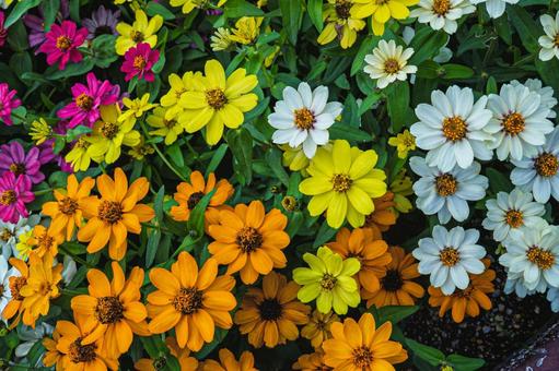 百日草 パターン画像,テクスチャー,柄の写真素材