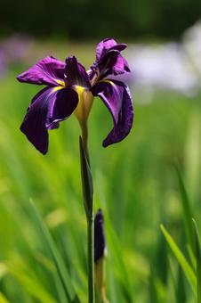 Iris, JPG