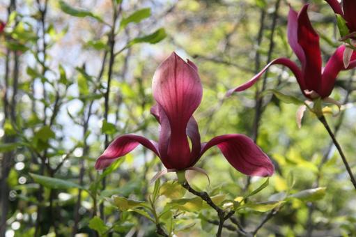 モクレン・シモクレン　クローズアップの写真