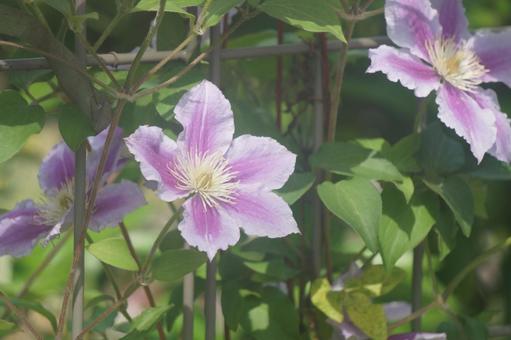 クレマチス クレマチスの写真