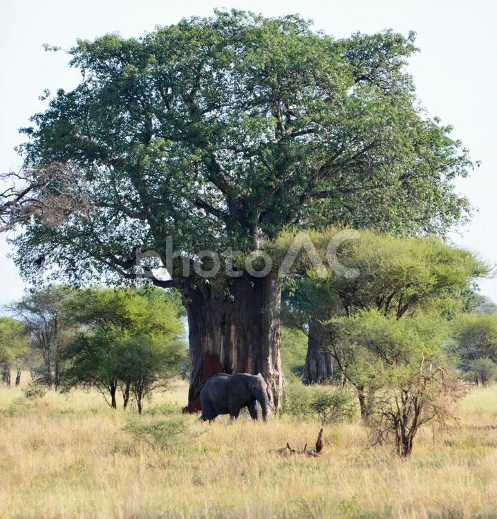 アフリカ　サファリ　バオバブ　風景 バオバブ,アフリカ,サバンナの写真素材