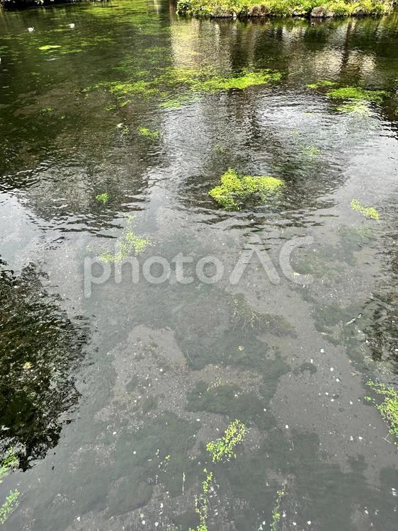 富士山本宮浅間大社　富士山　冬　小雨　池 浅間神社の総本宮,富士山信仰,静岡県富士宮市宮町1ー1の写真素材