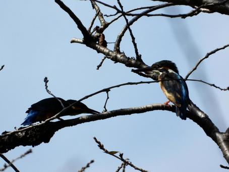 木の枝にとまるペアのカワセミ 木の枝にとまるペアのカワセミの写真