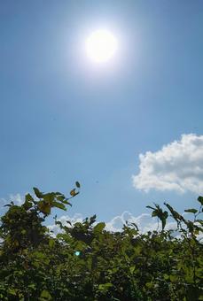 早朝の太陽〜8月末の天気 早朝の太陽〜8月末の天気 太陽,壁紙,自然の写真素材