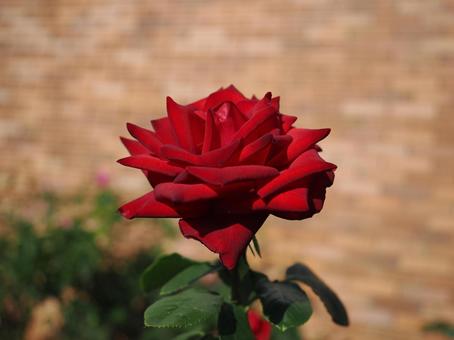 バラ園にて赤い薔薇を撮った写真です バラ園にて赤い薔薇を撮った写真です 花,薔薇,自然の写真素材