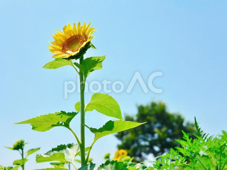 夏のひまわり風景(2) ひまわり,ヒマワリ,向日葵の写真素材