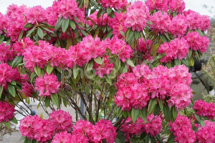新緑とともに咲く花シャクナゲ シャクナゲ,石楠花,ツツジ科の写真素材