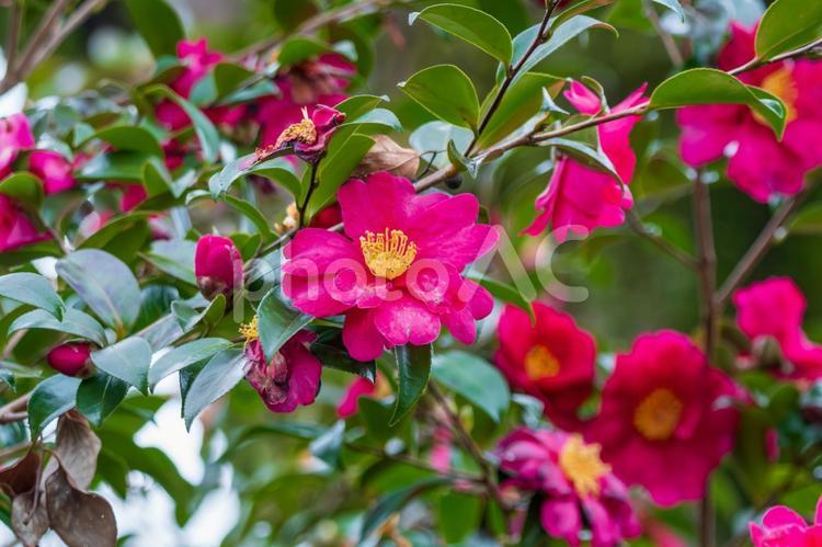 鮮やかな赤が映える椿の花 椿,花,赤の写真素材