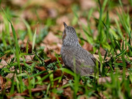 地面を歩くヒヨドリ 地面を歩くヒヨドリの写真