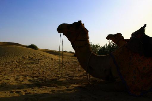 インドで砂漠のラクダと太陽 インドで砂漠のラクダと太陽 砂漠,インド,ラクダの写真素材