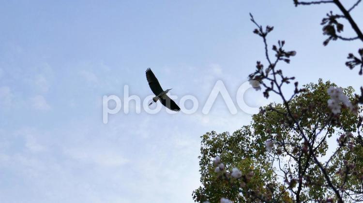 早朝に巣のそばで飛翔するアオサギ アオサギ,鷺,サギの写真素材