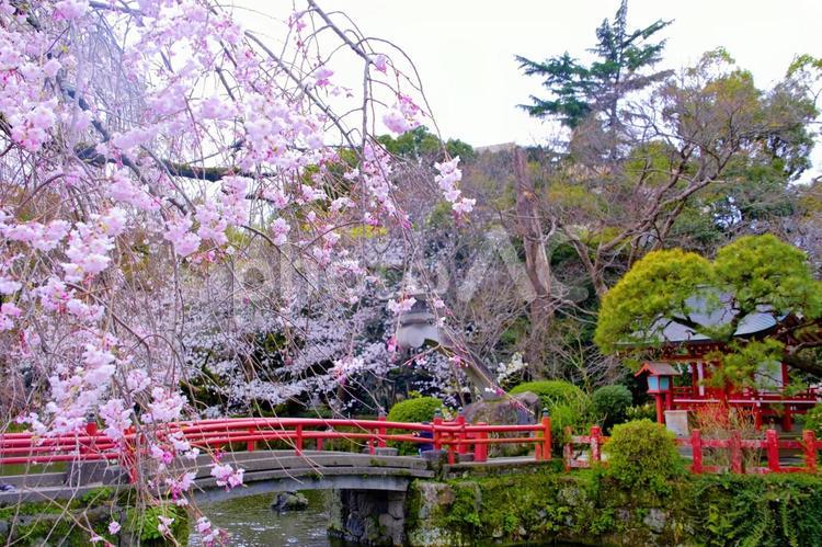 三嶋大社の枝垂れ桜 さくら,サクラ,桜の写真素材