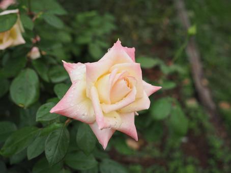 バラ園でカラフルな薔薇を撮りましたの写真