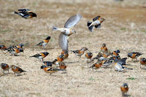 アトリの群れ アトリの群れ アトリ,群れ,小鳥の写真素材