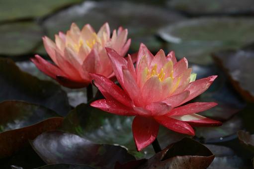 スイレン スイレン,花,花びらの写真素材