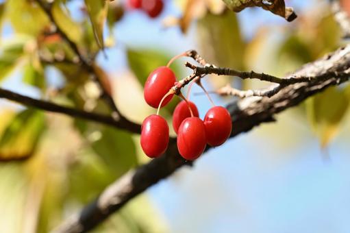 サンシュユ サンシュユ,木,果実の写真素材