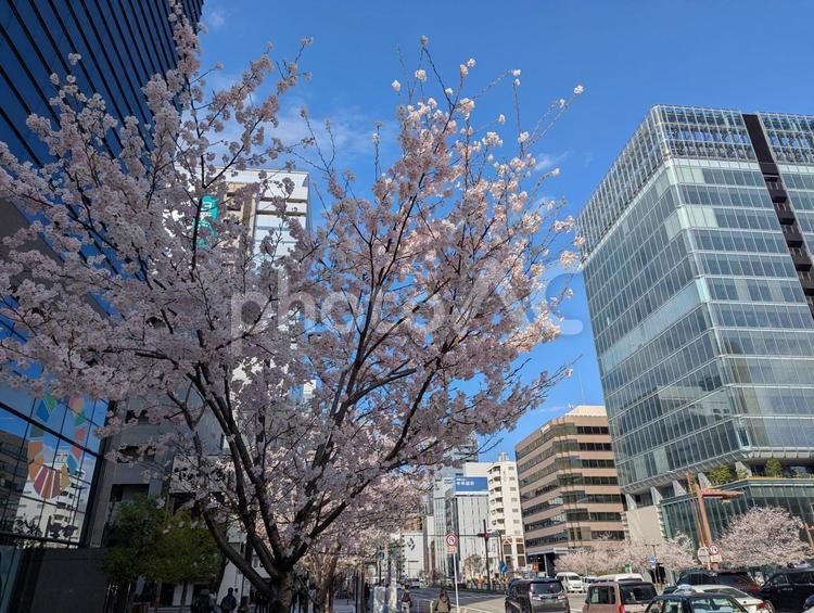 街中の桜 桜,さくら,サクラの写真素材