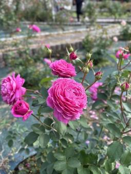 薔薇園の写真