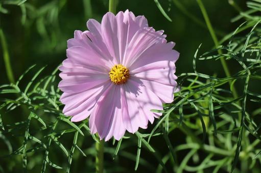 緑の葉とピンクのコスモスの花のアップ 緑,葉,ピンクの写真素材