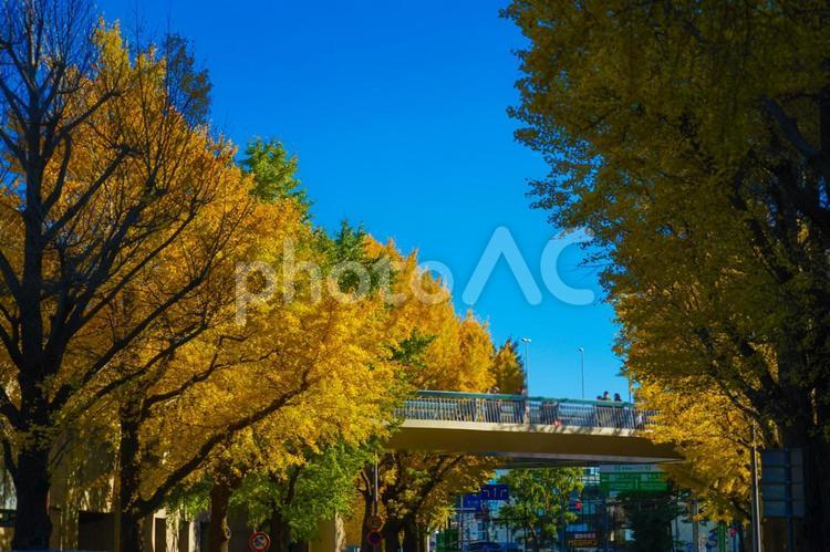 青空の銀杏並木 青空,銀杏並木,黄色の写真素材