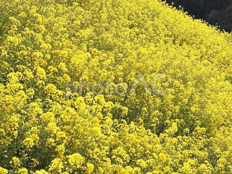 菜の花の花畑 菜の花,黄色,イエローの写真素材