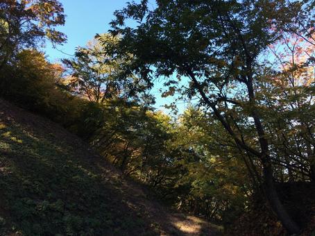 秋の光と影が際立つ山の斜面 秋の光と影が際立つ山の斜面 秋,斜面,木の写真素材