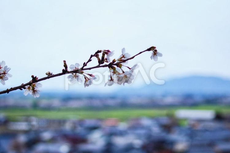 満開のソメイヨシノ 桜,花,ソメイヨシノの写真素材