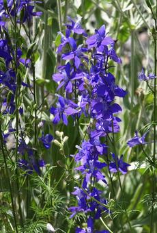 デルフィニウム [Delphinium]-001の写真