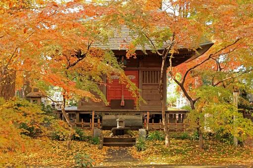 筑西市の最勝寺薬師堂と紅葉したもみじ 最勝寺,最勝寺薬師堂,紅葉の写真素材
