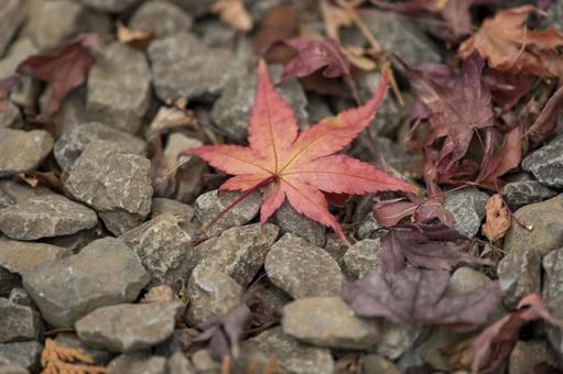 紅葉 紅葉の写真